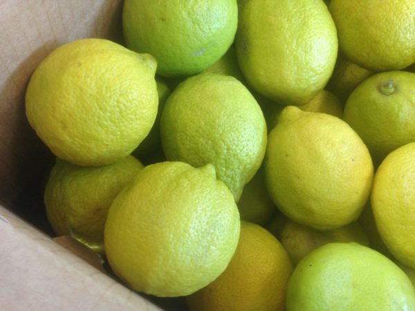 Limoni Primofiore in rete da 3 kg