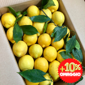 Limoni Primofiore + OMAGGIO