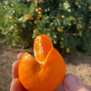 Clementine Etna