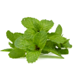 Menta fresca in busta da 60 gr