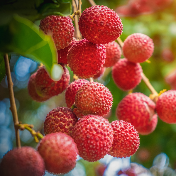 Litchi siciliano fresco coltivato in Sicilia