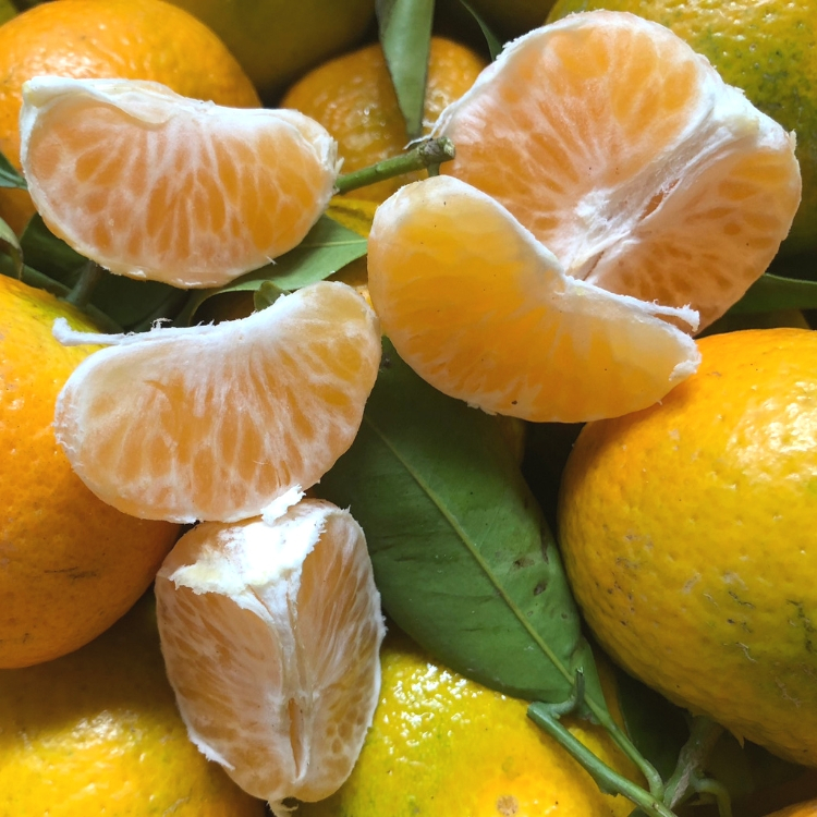 Clementine Primosole