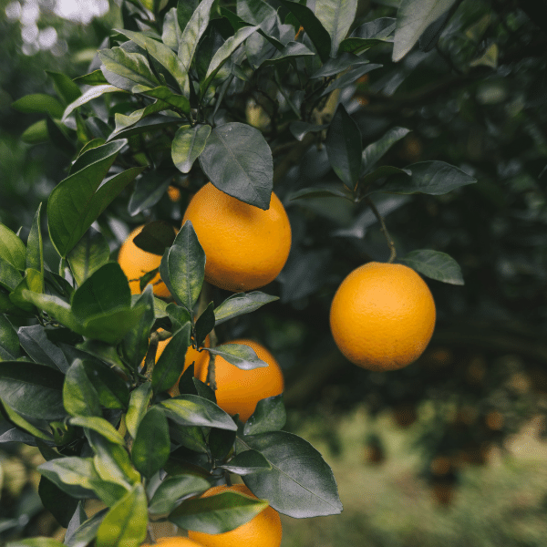 pianta_arance_navel_
