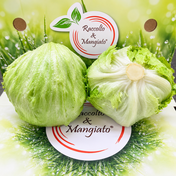 Lattughe iceberg fresche Raccolto & Mangiato Insalata Iceberg - immagine 1