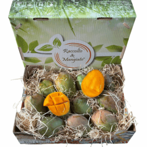 Confezione Mango Glenn