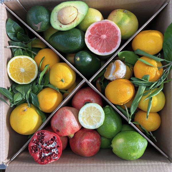 Mix Agrumi con Avocado Mix Agrumi con Avocado