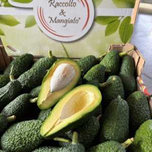 Confezione Avocado hass