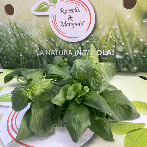 basilico fresco