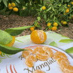 Clementine Primosole