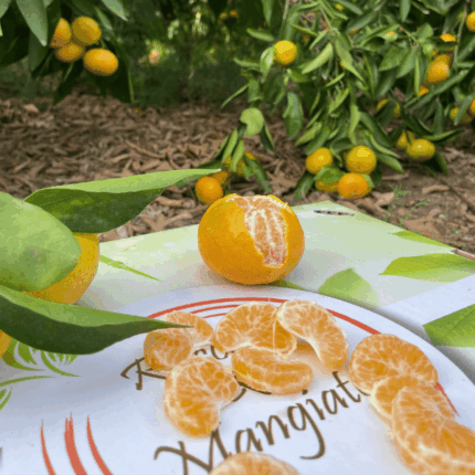Clementine Primosole