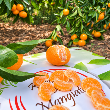 Clementine primosole siciliane