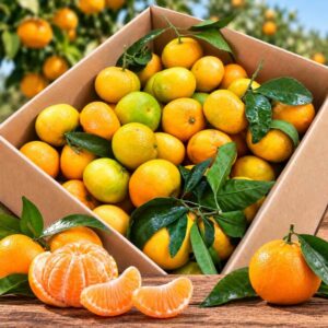 Clementine primosole siciliane confezione