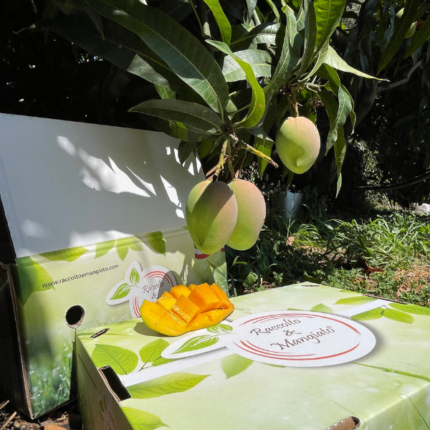 mango kensigton siciliano