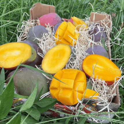 Confezione Mango Osteen