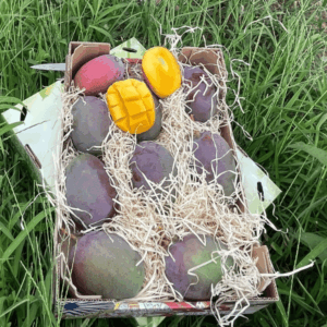 Confezione Mango Osteen