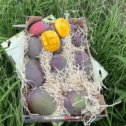 Confezione Mango Osteen