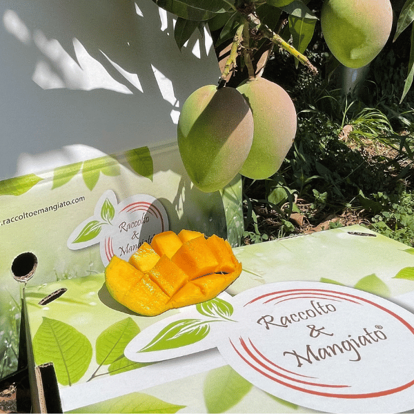 Mango Siciliano
