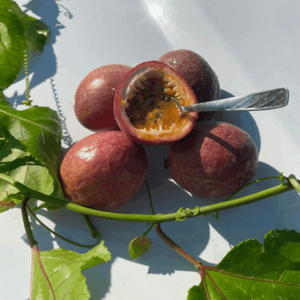 Passion Fruit Confezione