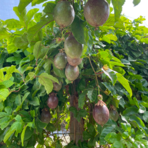 passion fruit pianta