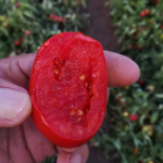 pomodoro rosso da salsa