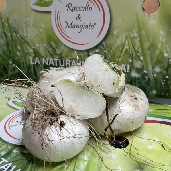 Cipolla Bianca Piatta Cipolla Bianca Piatta