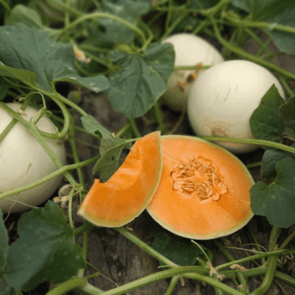 Melone liscio bianco