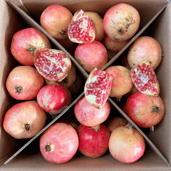 Melograno da tavola Melograno da tavola