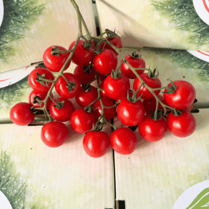 pomodoro ciliegino