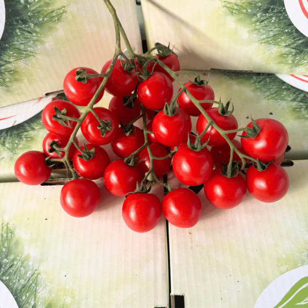 pomodoro ciliegino pomodoro ciliegino